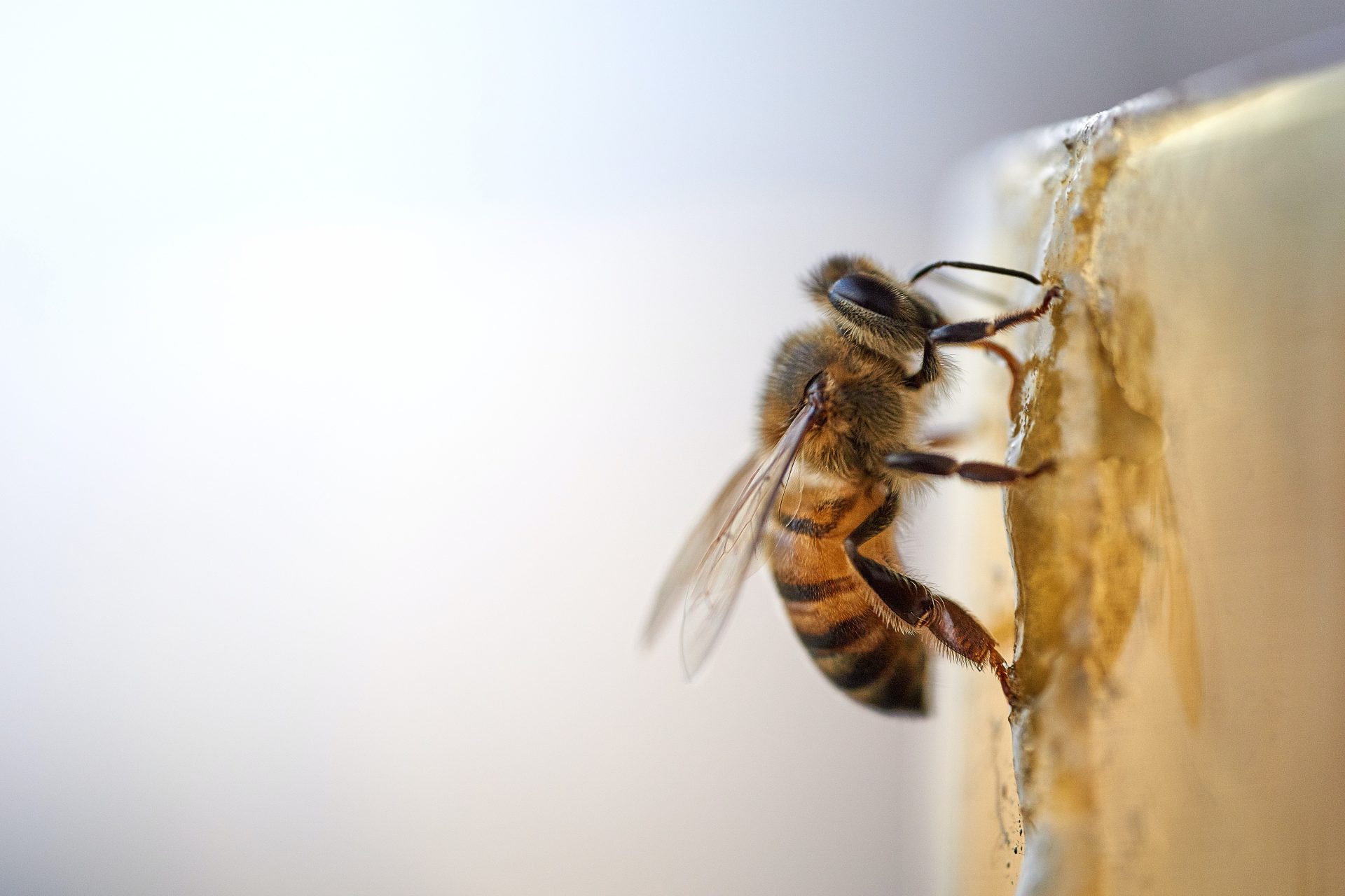 Les abeilles et le temps par Albert Moukheiber